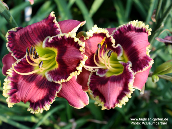 catalog/images/startseite/Medieval Enchanter.jpg